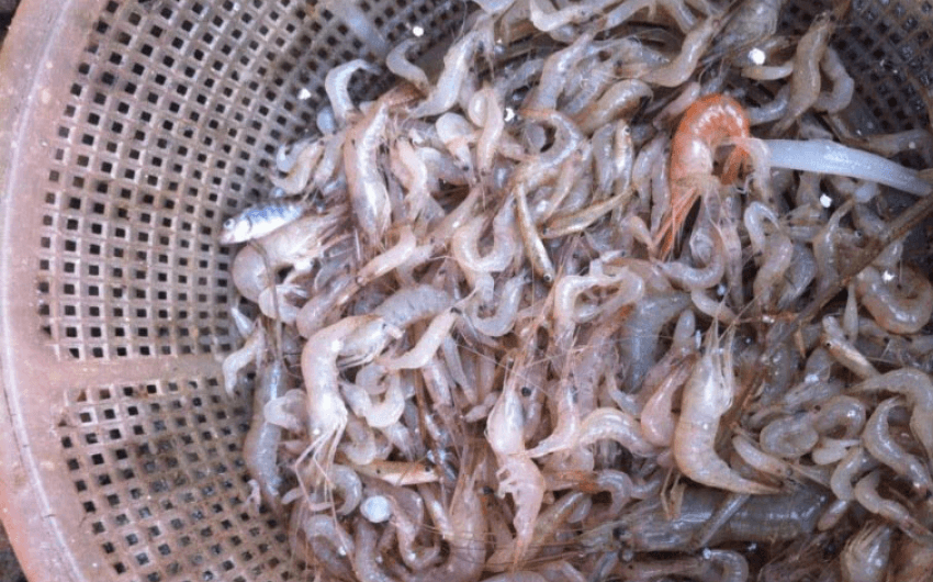 Lake shrimp